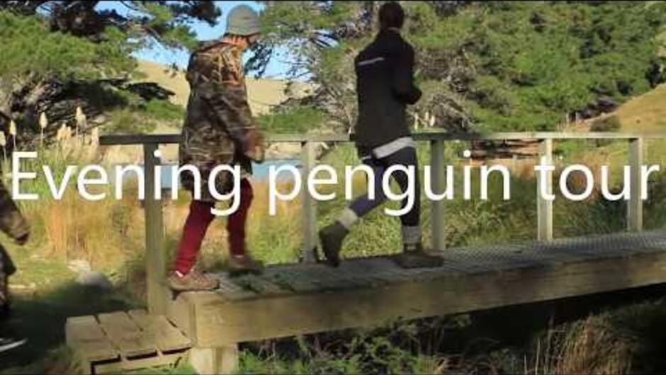 Pohatu penguins - Eco-tourism.