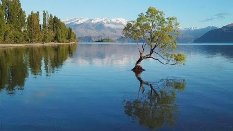 Wanaka Tree & Lake, New Zealand : Amazing Planet
