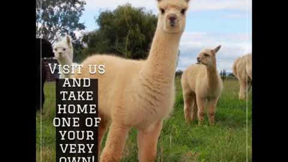Our Alpaca Farm in New Zealand