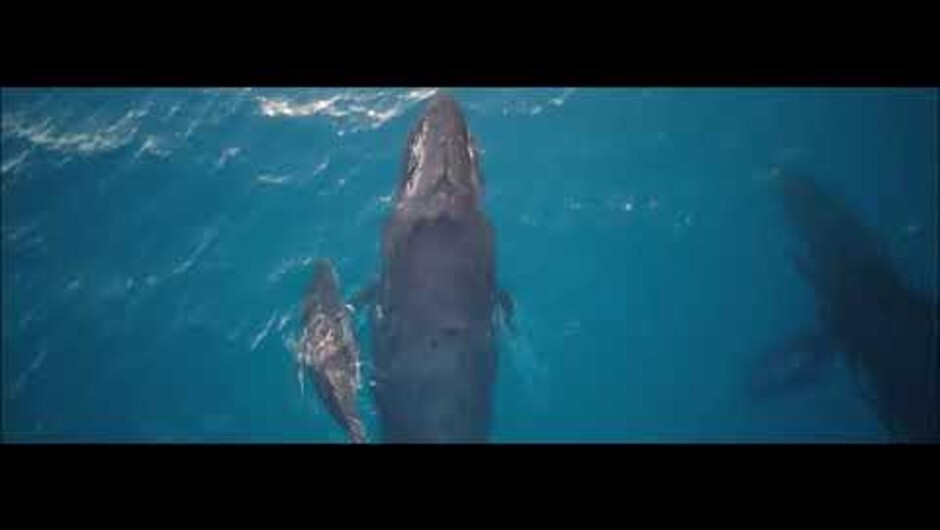 Kaikoura Helicopters whale flights New Zealand
