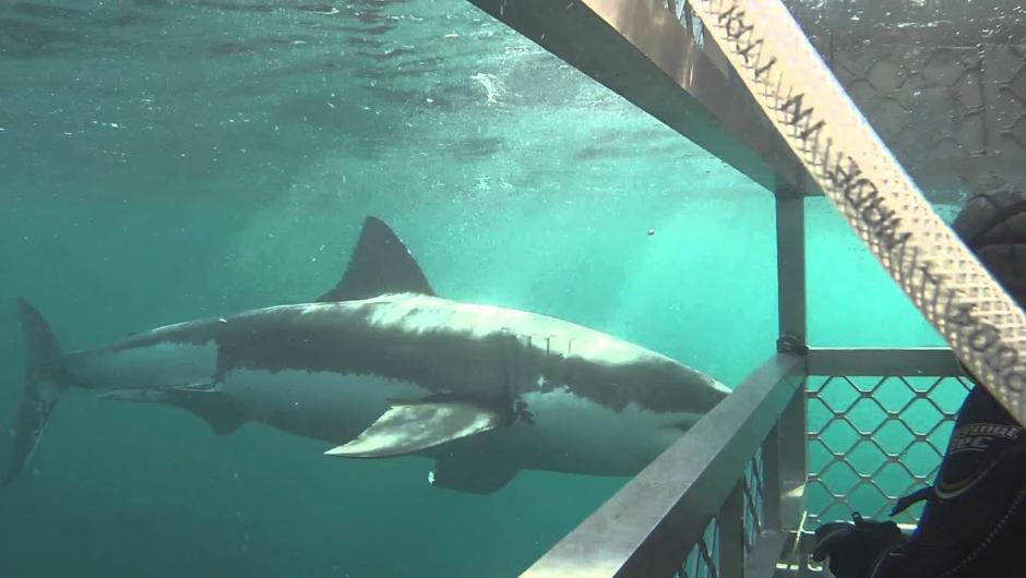 Customer perspective:   Ed Stott, Great White Shark Cage Diving,  New Zealand.