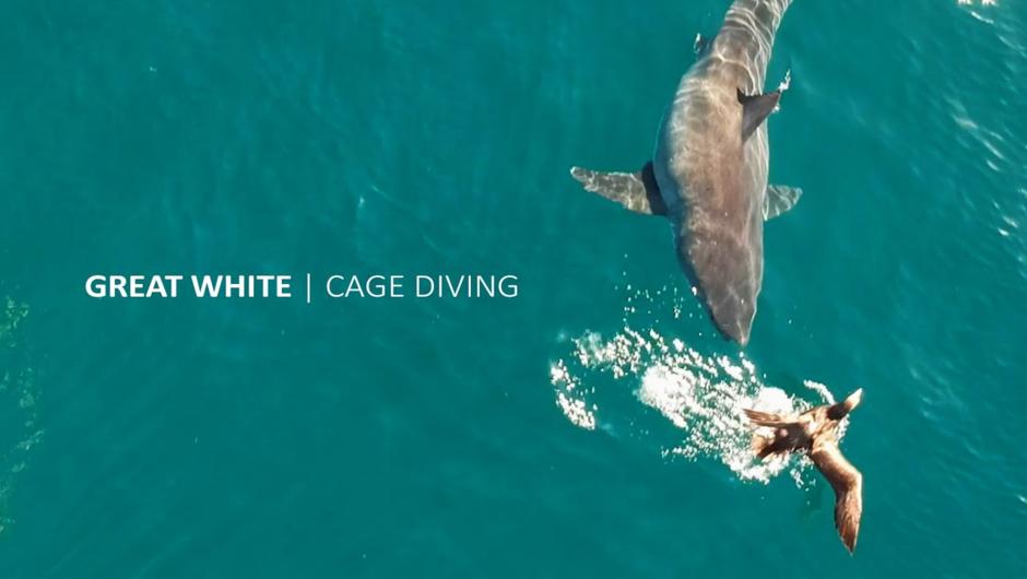 Customer perspective - AdventureCorps: Shark Experience Great White Cage Diving | Stewart Island | Bluff New Zealand