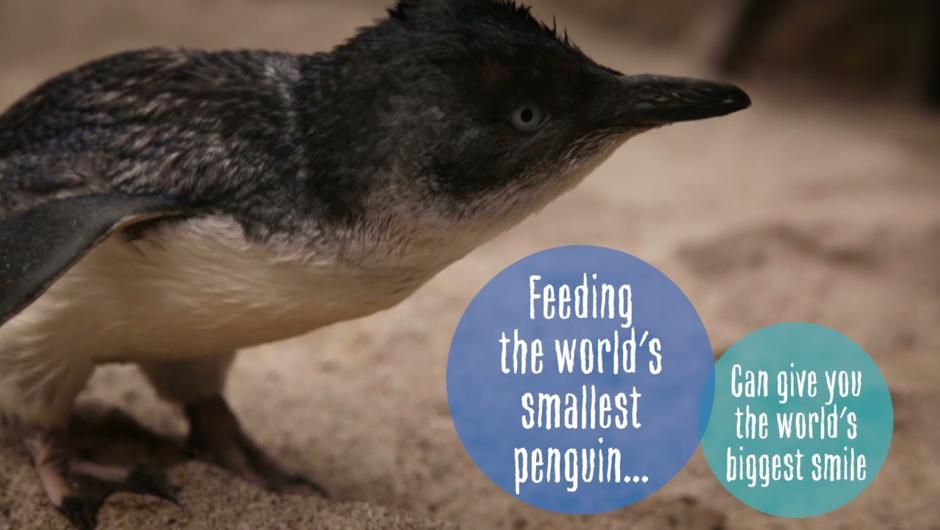 National Aquarium of NZ: Little Penguin Close Encounter