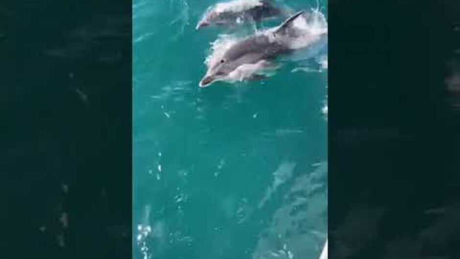 &#039;Well Hello&#039; dolphins!