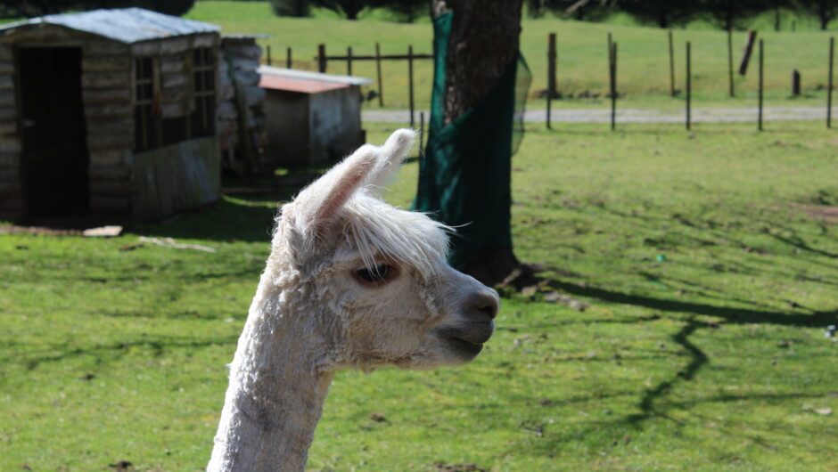 Beautiful Delray the suri alpaca due to have a baby this Xmas