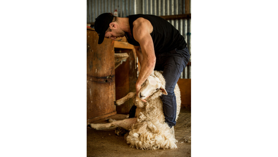 Sheep shearing demonstration