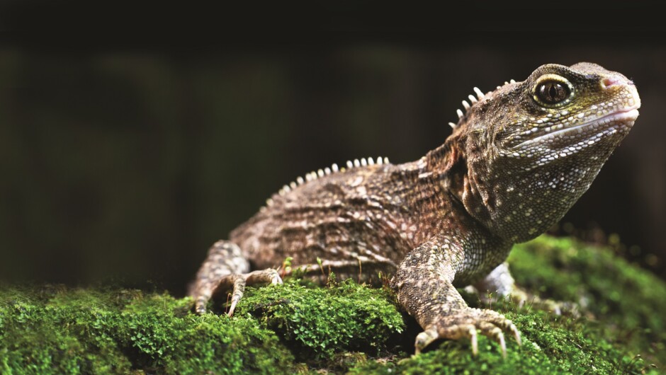 Tuatara at Ōtorohanga Kiwi House