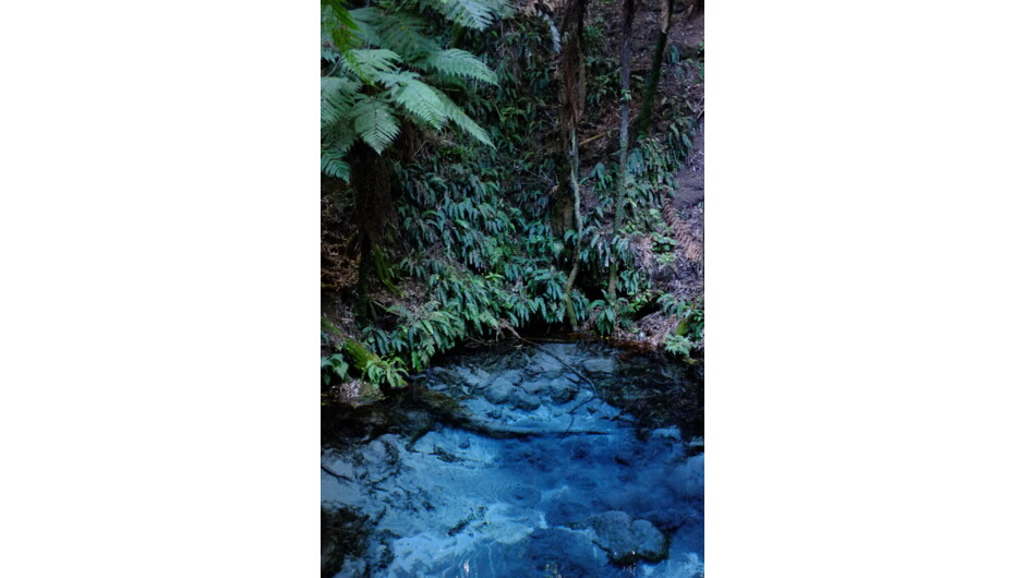 Forest and Stream at Mitai Māori Village, Rotorua