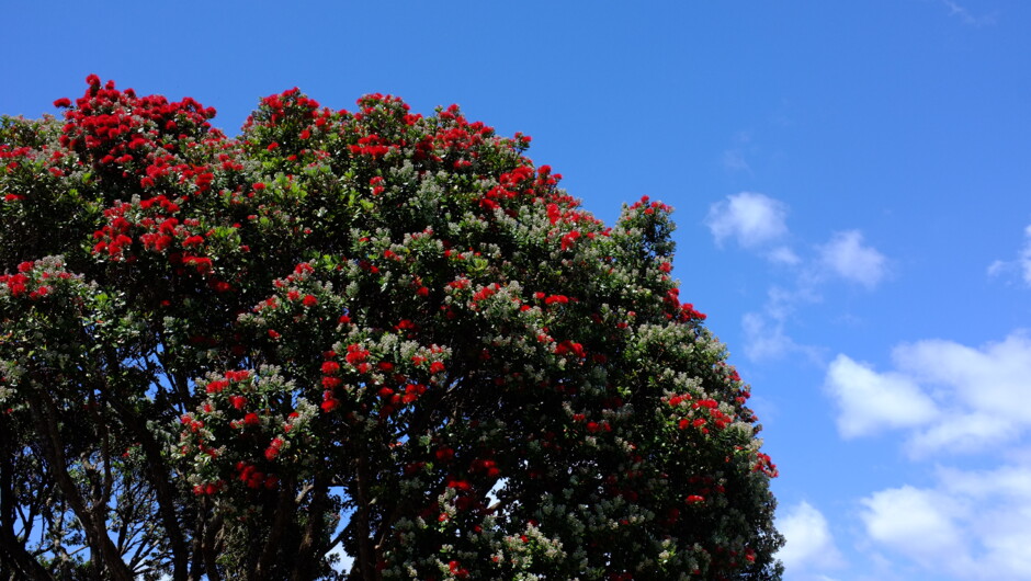 Pohutukawa Tree, Auckland