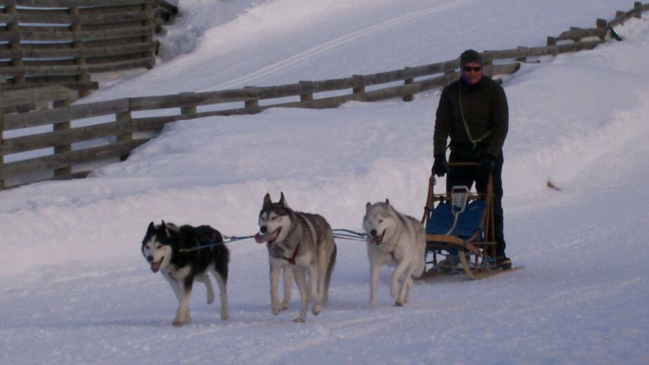 Steve on a sled training run with a 4 dog team at the Snow Farm Cardrona Valley SI -dogs are Okuma, Timber, Tane (obscured) and Troika.