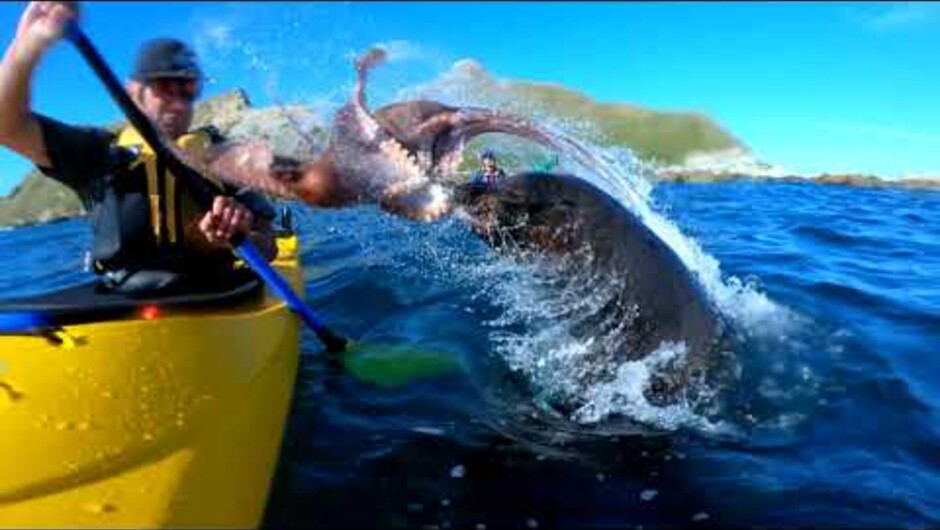 Seal slaps kayaker with octopus