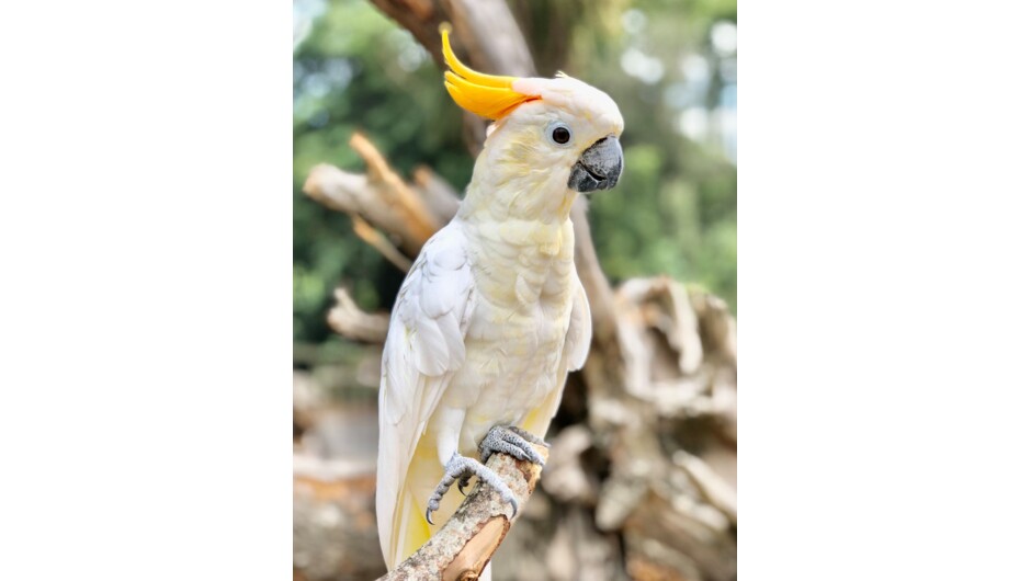 Citron-crested Cockatoo
