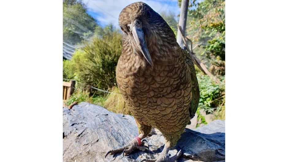 Kea