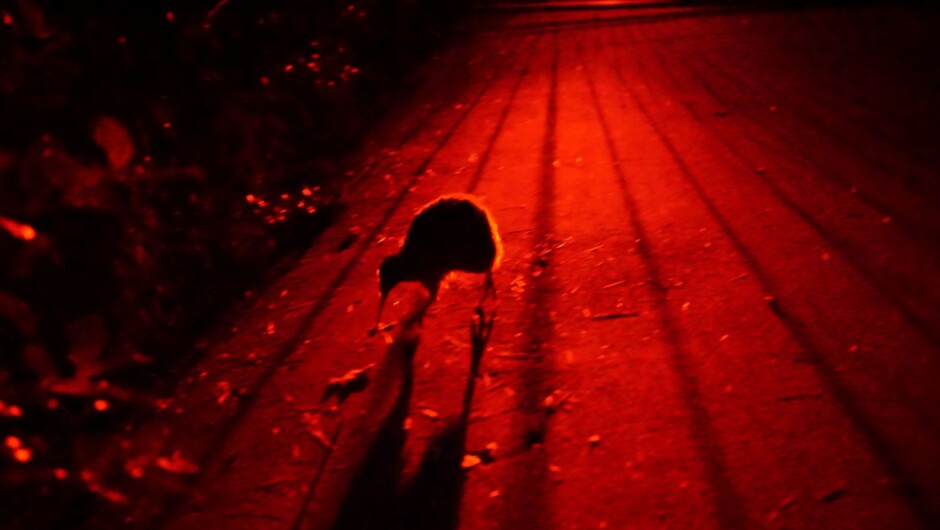 Little Spotted Kiwi on the tracks at night.