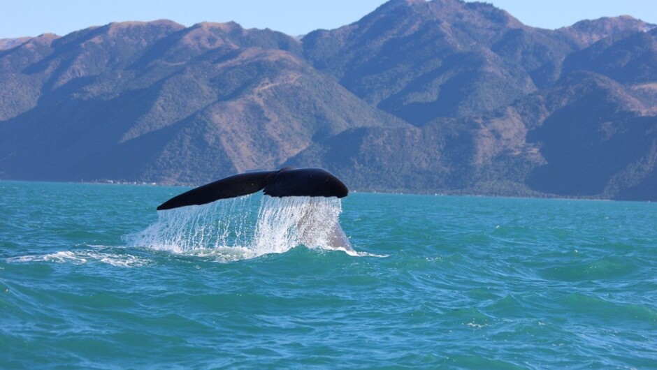 Whales, Kaikoura