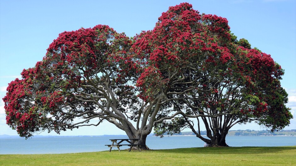 Pōhutukawa, the Christmas tree of New Zealand