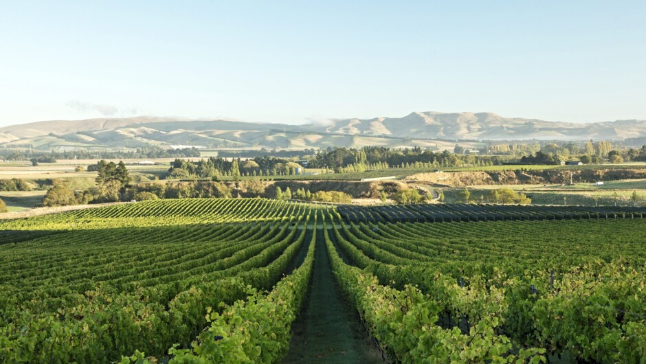 Greystone Vineyard view