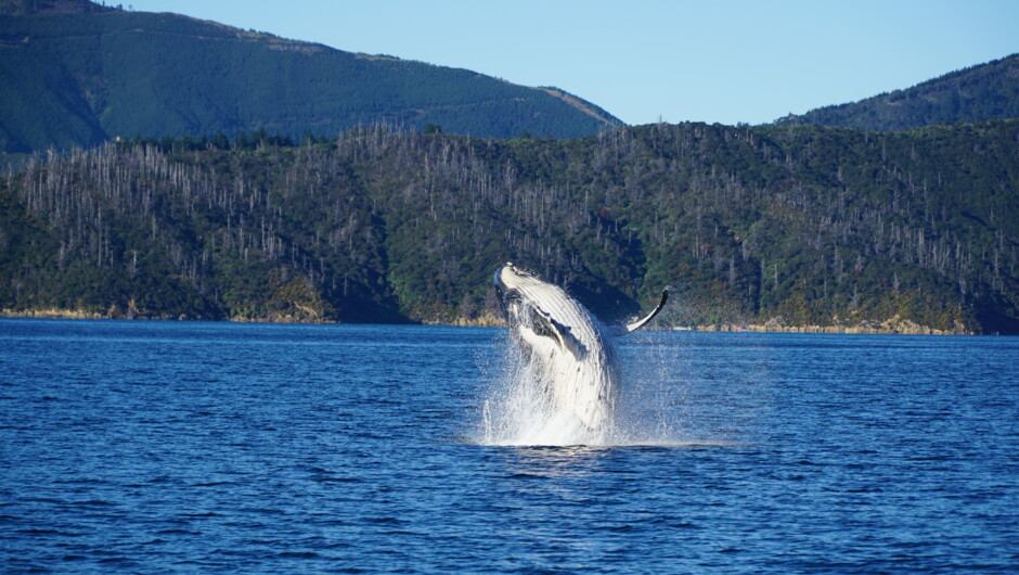 Humpback Whale Breeching Picton Marlborough Sounds