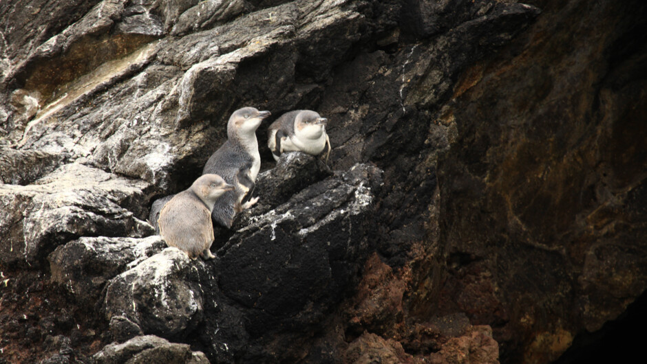 White-flippered penguins resting on the rocks