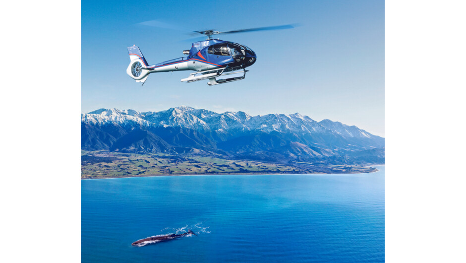 Kaikoura Helicopters Whale Watching Helicopter Flights