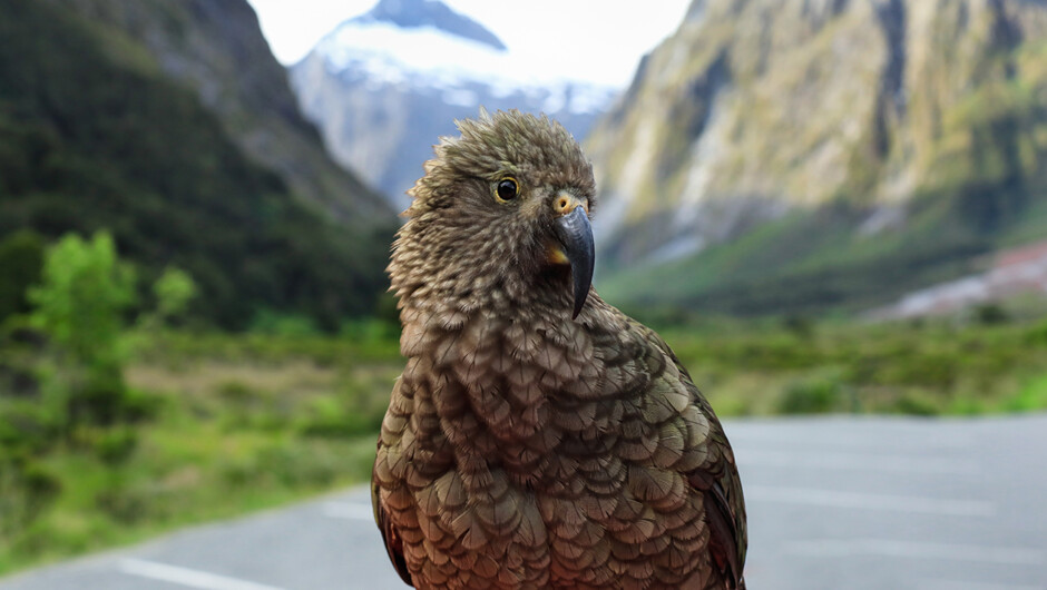 Kea in Fiordland National Park
