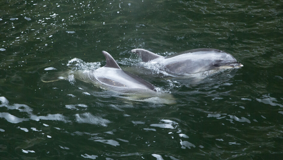 Dolphins at Milford Sound