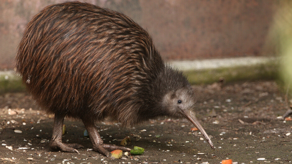 Kiwi bird