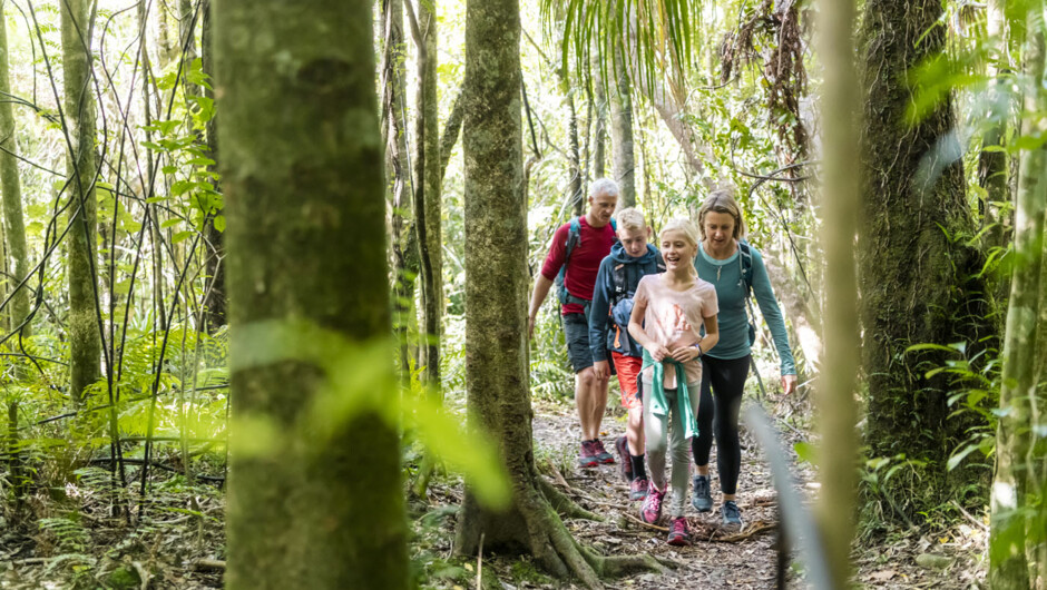 Family walking along the Queen Charlotte Track through native bush.
