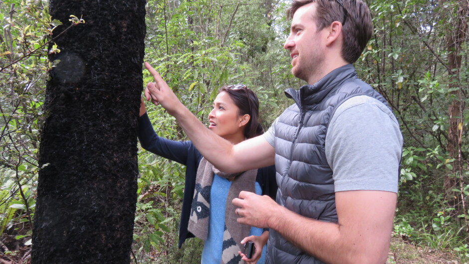 Discovering honeydew on a black beech tree.
