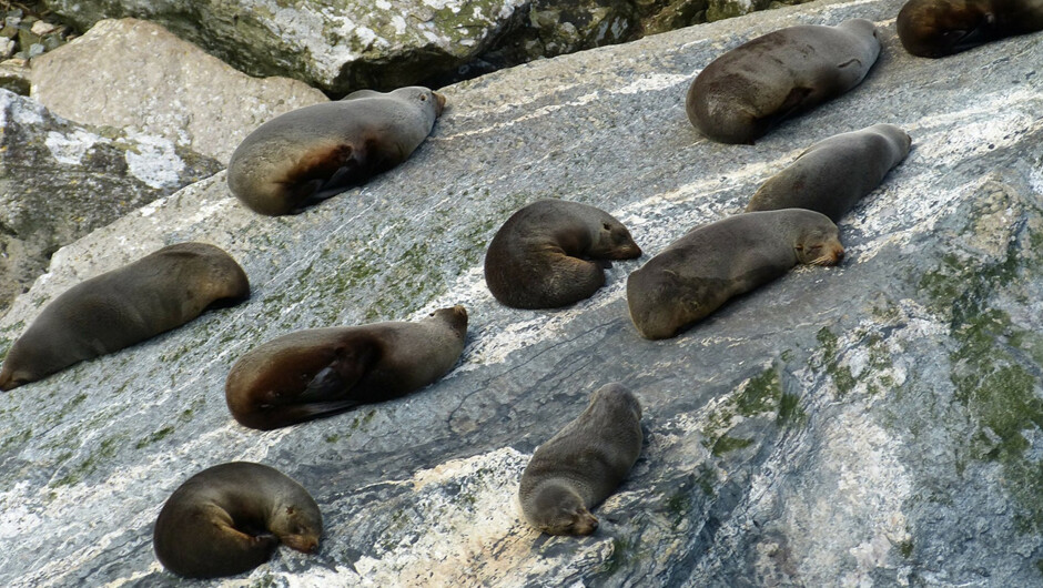 New Zealand Fur Seals, Milford Sound
