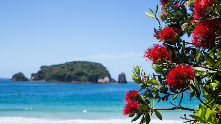 Quintessential Kiwi Coromandel campsites, we love seeing generations of holidaymakers enjoy family holidays in this marine playground.