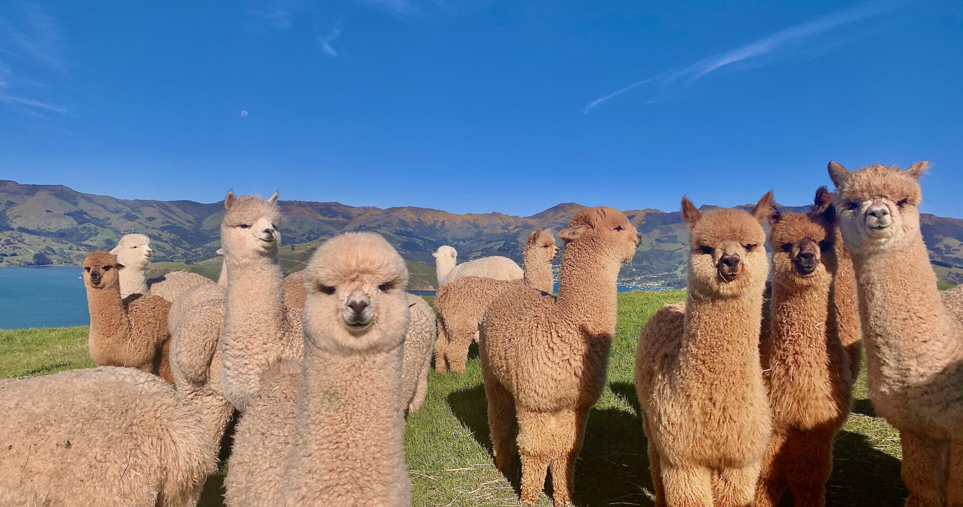 Shamarra Alpaca Farm Tours Akaroa | Activities & Day Trips in