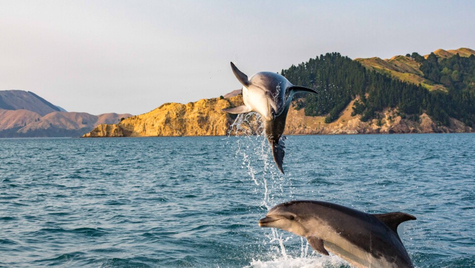 Bottlenose Dolphins putting on a display at French Pass.