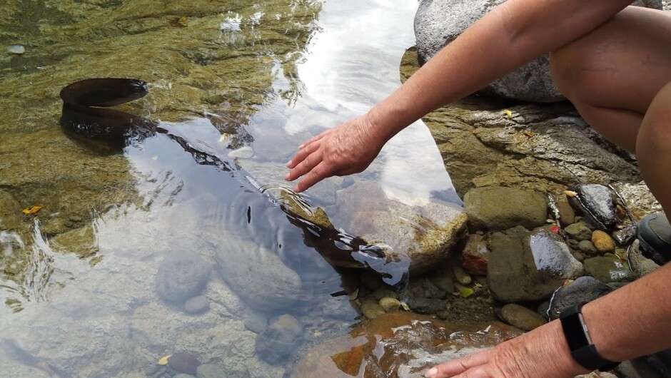 A day of surprises - meeting the local wildlife.