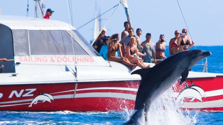 Explore the bay with us on our dolphin cruise tour - with day sailing