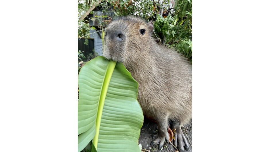 Capybara