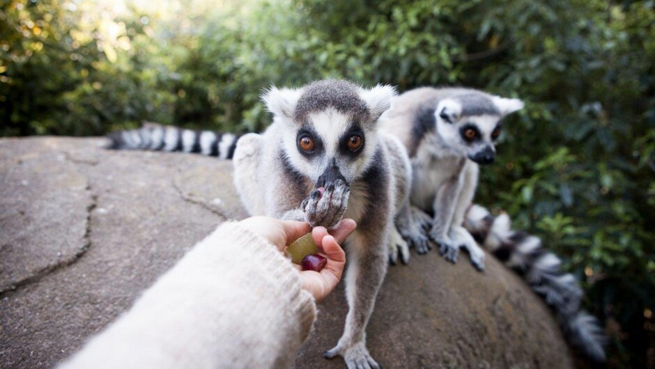 Ring-tailed Lemurs