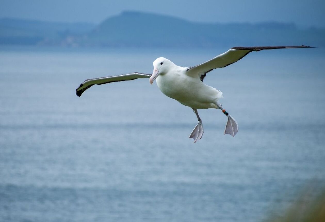 Your only chance to see - the world's only mainland Royal Albatross breeding colony. Visit our exclusive observatory in the nature reserve to see giant albatross throughout their breeding cycle as they court, lay eggs and raise huge fluffy chicks.