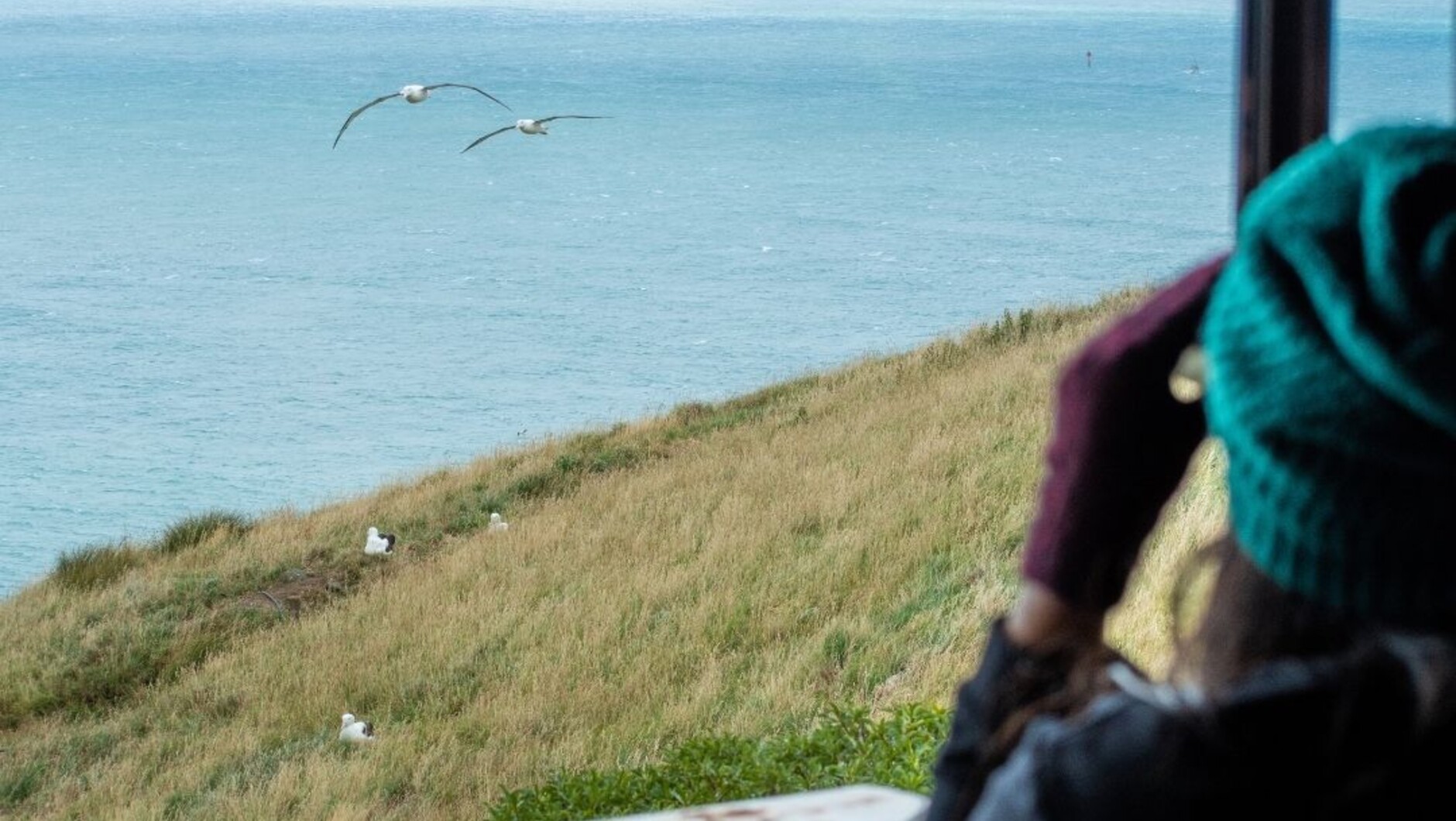 Royal Albatross Centre | Activities & Day Trips in Dunedin, New Zealand