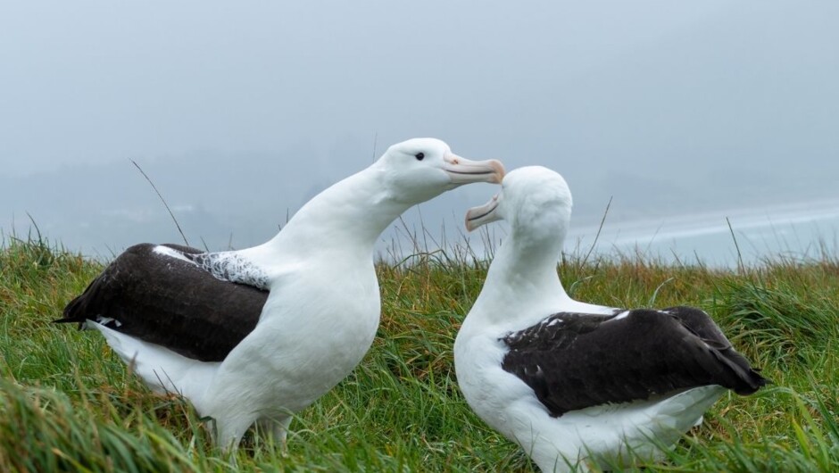 Young albatrosses courting