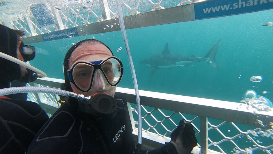 Diver with Great White Shark in Cage 2010.