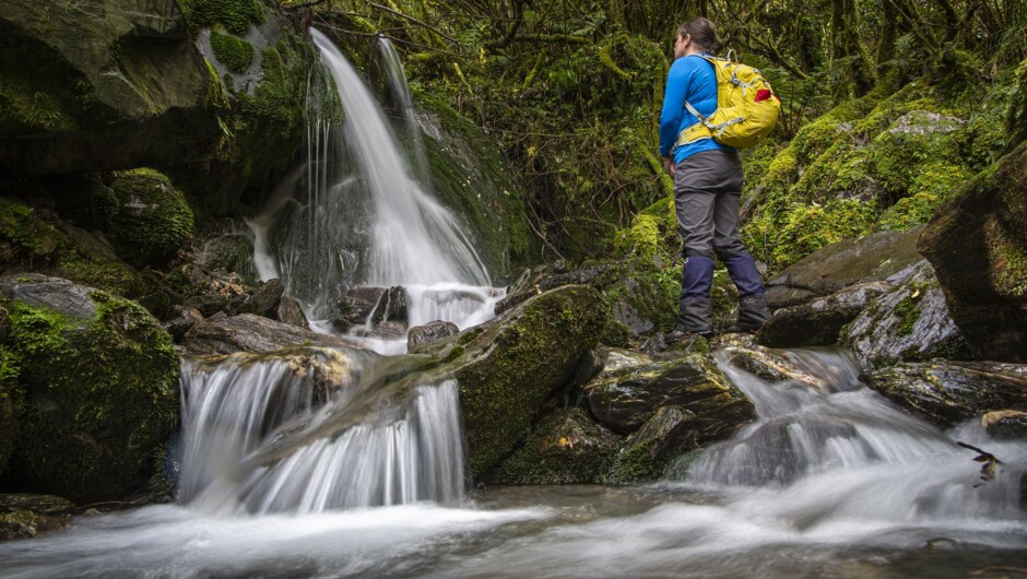 Creeks & Bush - this track has it all - Franz Josef Full Day tour with Glacier Valley Eco Tours