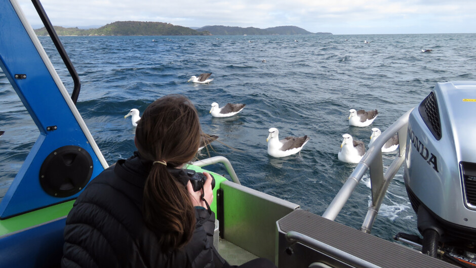 Wildlife experiences onboard Aihe.