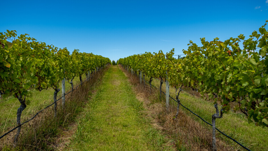 Karikari Estate Chardonnay vines, part of the 14 hectare vineyard