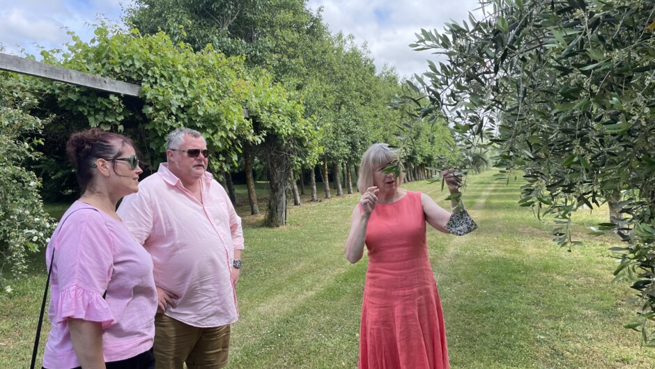 Touring the olive grove with Owner Helen Meehan, Olivo Martinborough.
