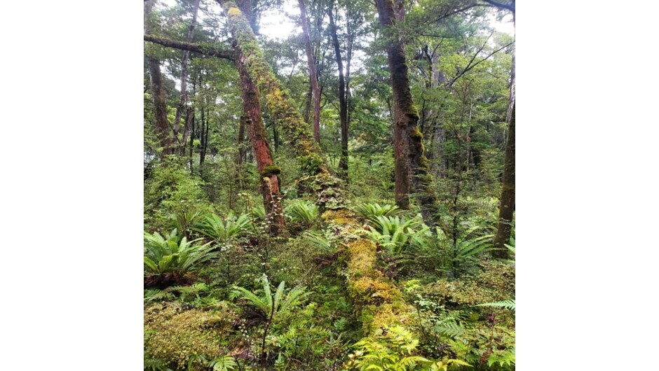 The Waitutu Podocarp Forest.