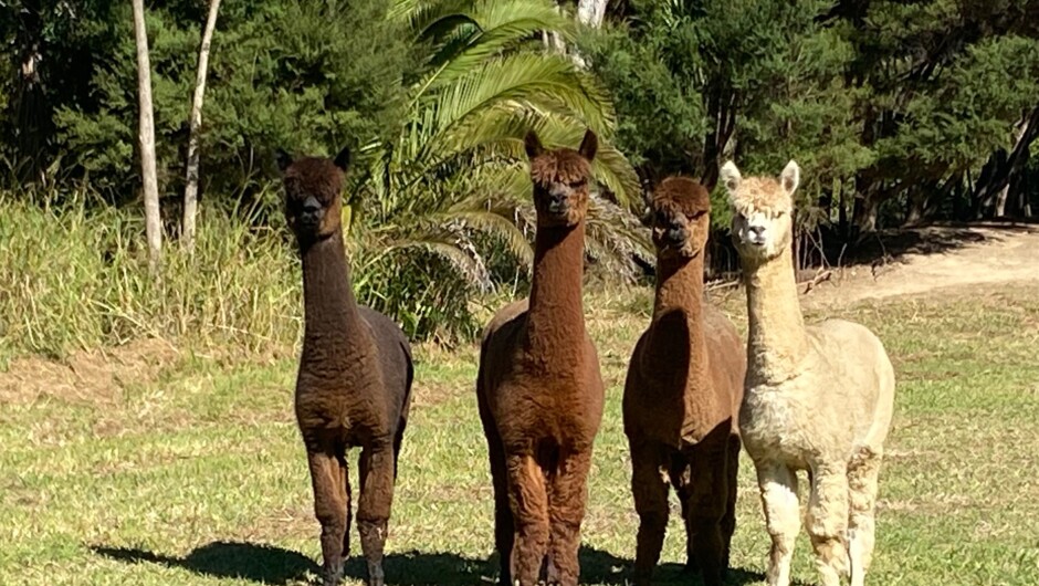 The alpacas