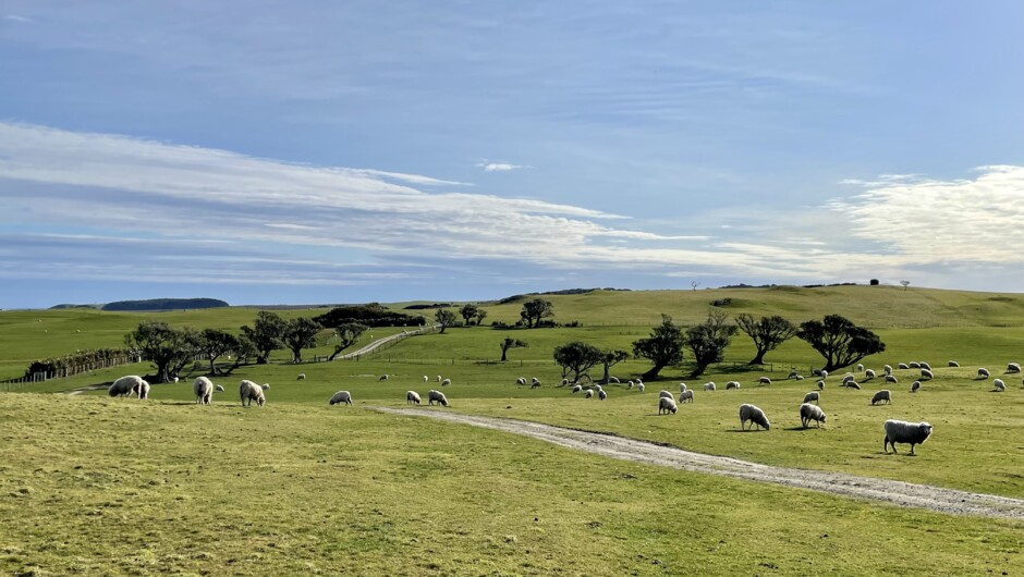 Learn about farming on the Chatham Islands.