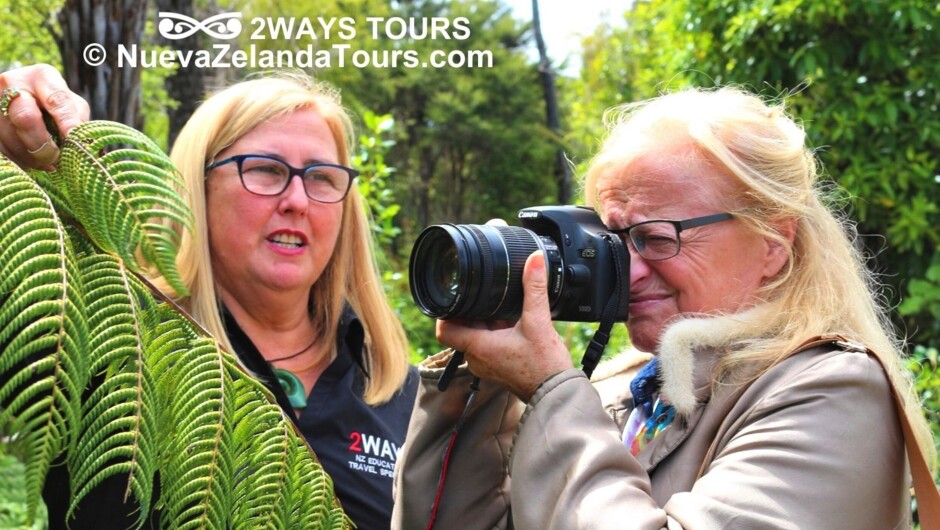 take a close look at silver ferns, kauri, and other NZ native plants in rainforest with 2WAYS private guides