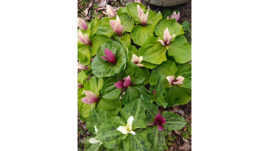 Many surprising plants in the gardens of the tours. These are trilliums.